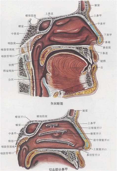 鼻子有骨頭嗎|鼻子的解剖構造 